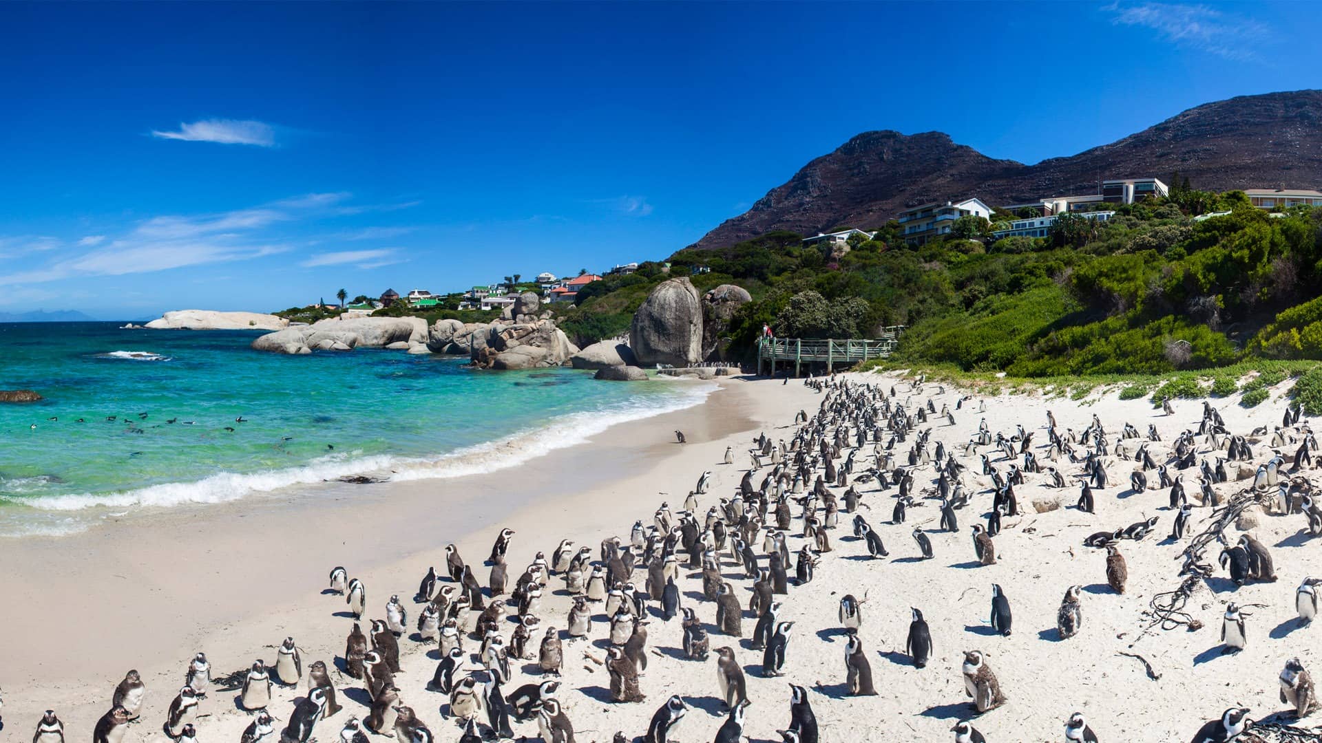 Cape Peninsula Full-Day Tour in Cape Town, Cape Peninsula, Western Cape, South Africa