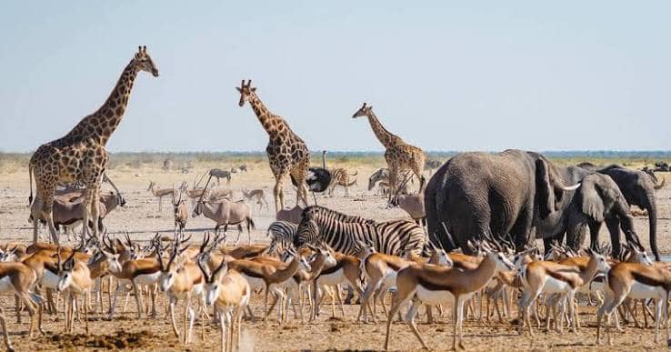 Etosha National Park Guided Game Drive in Etosha National Park, northern Namibia, Namibia