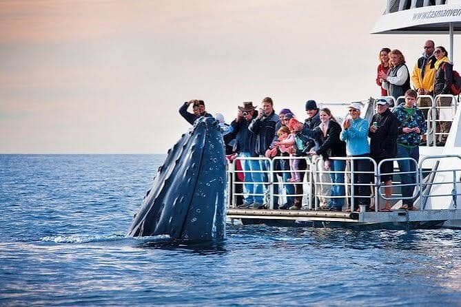 Hermanus Whale Watching Boat Tour in Hermanus New Harbour, Walker Bay, South Africa