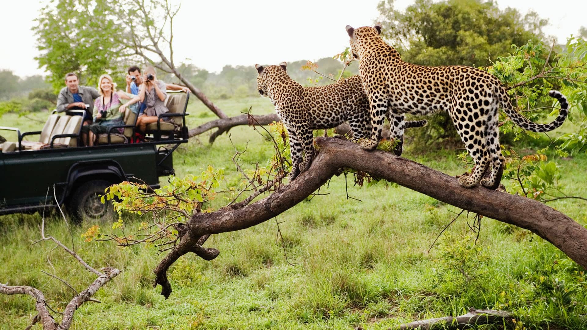 Kruger National Park Guided Game Drive in Kruger National Park, Mpumalanga and Limpopo, South Africa