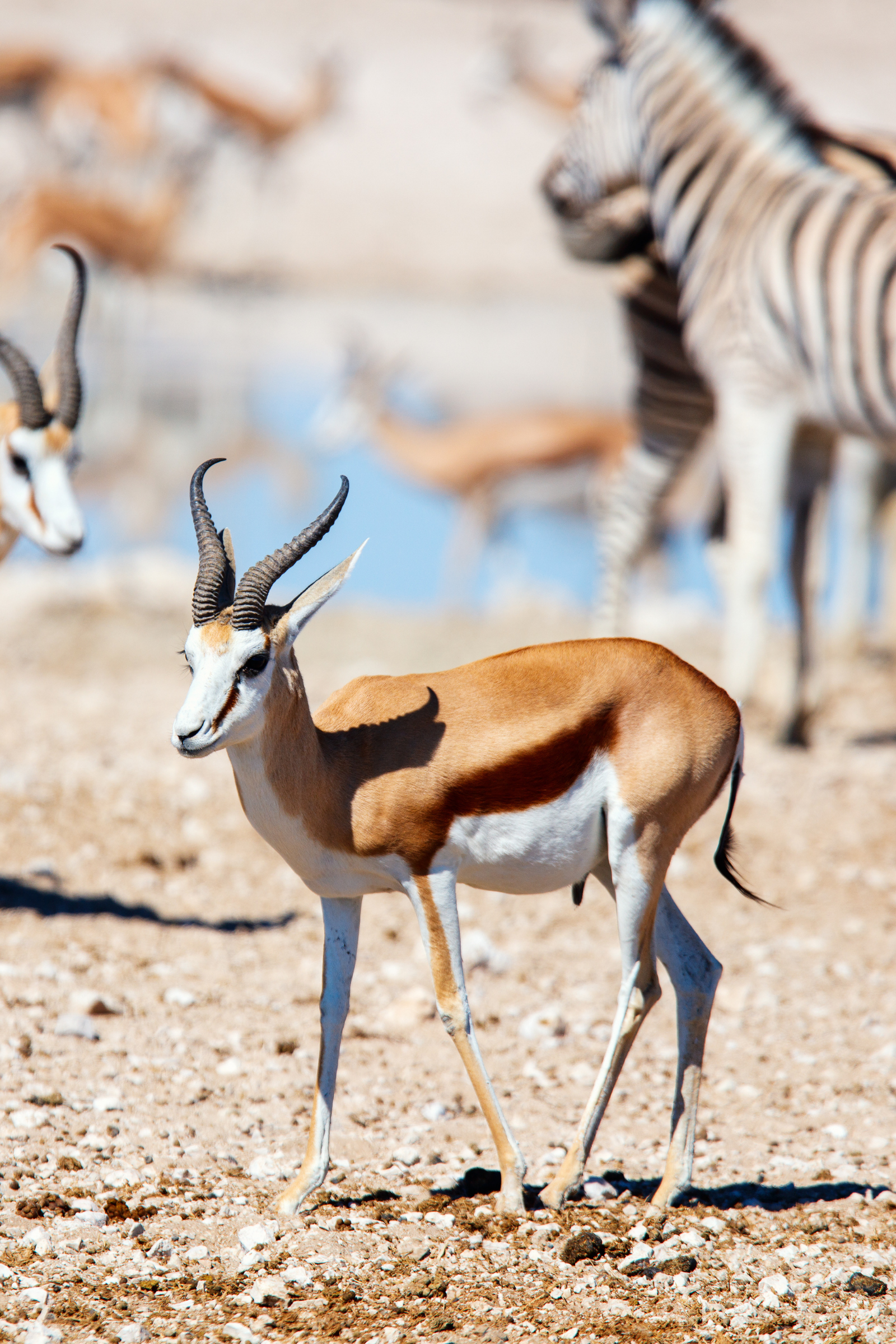 Etosha National Park