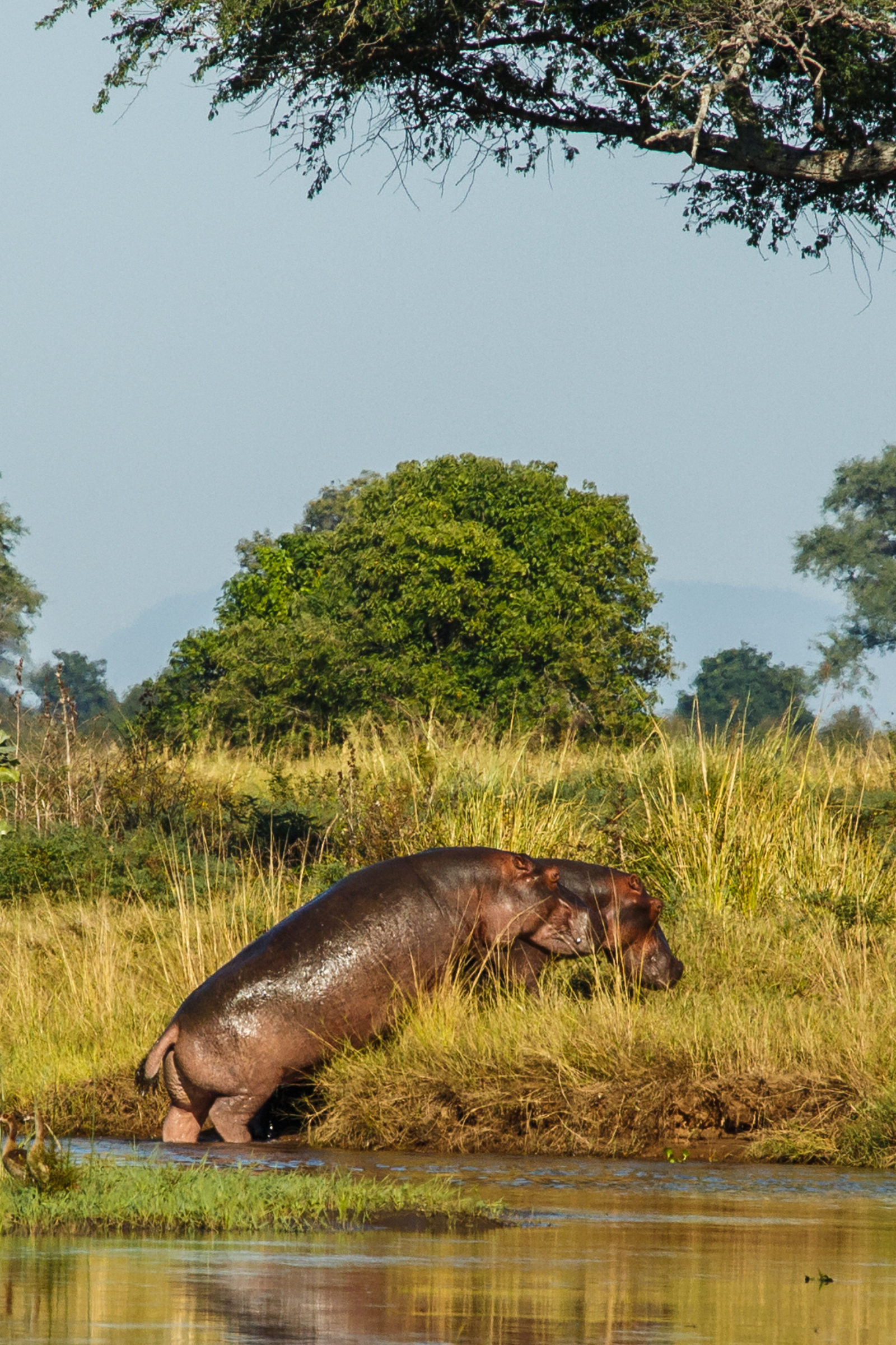 Mana Pools National Park