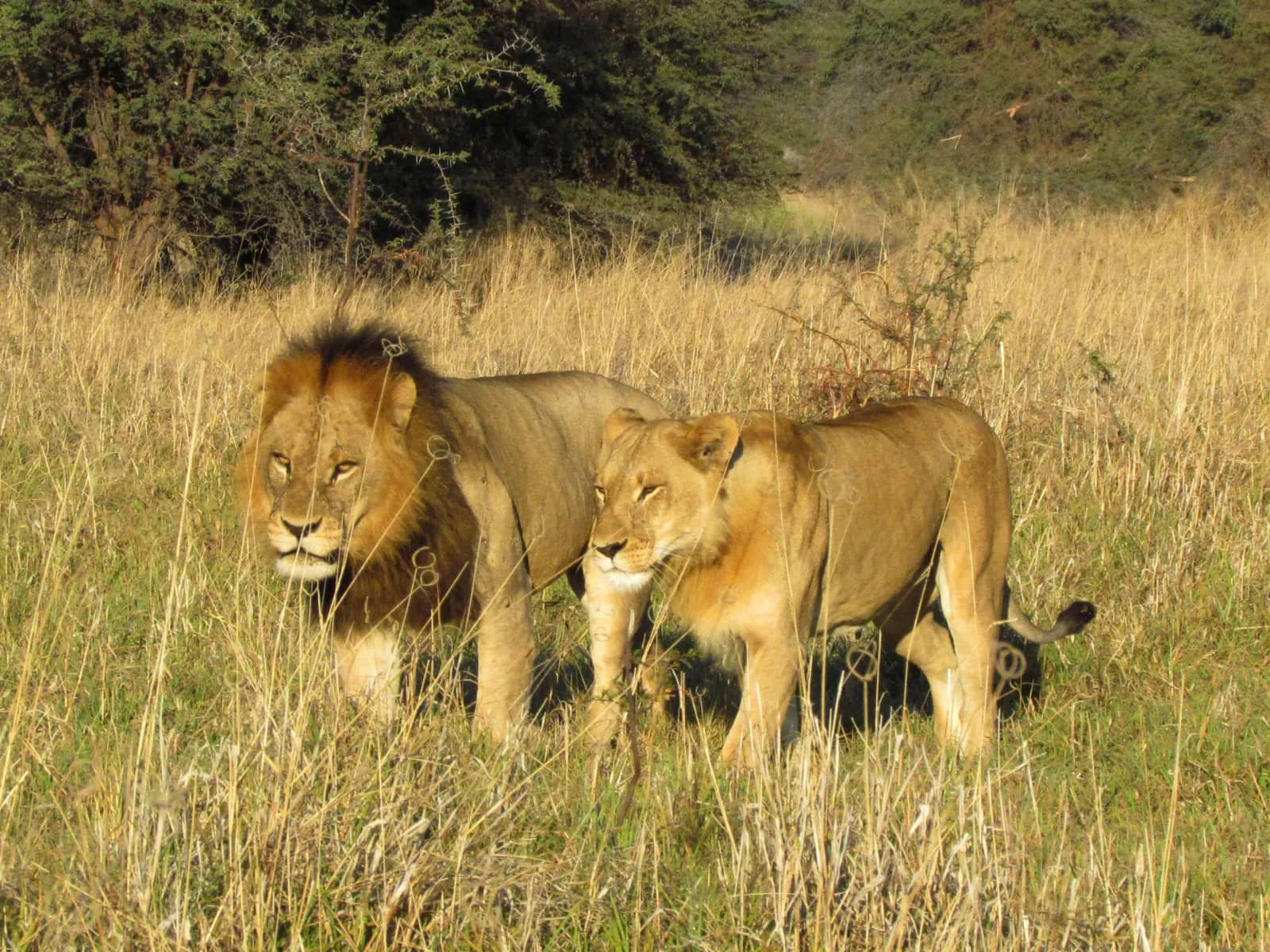 Zimbabwe Family Safari travel package in Zimbabwe